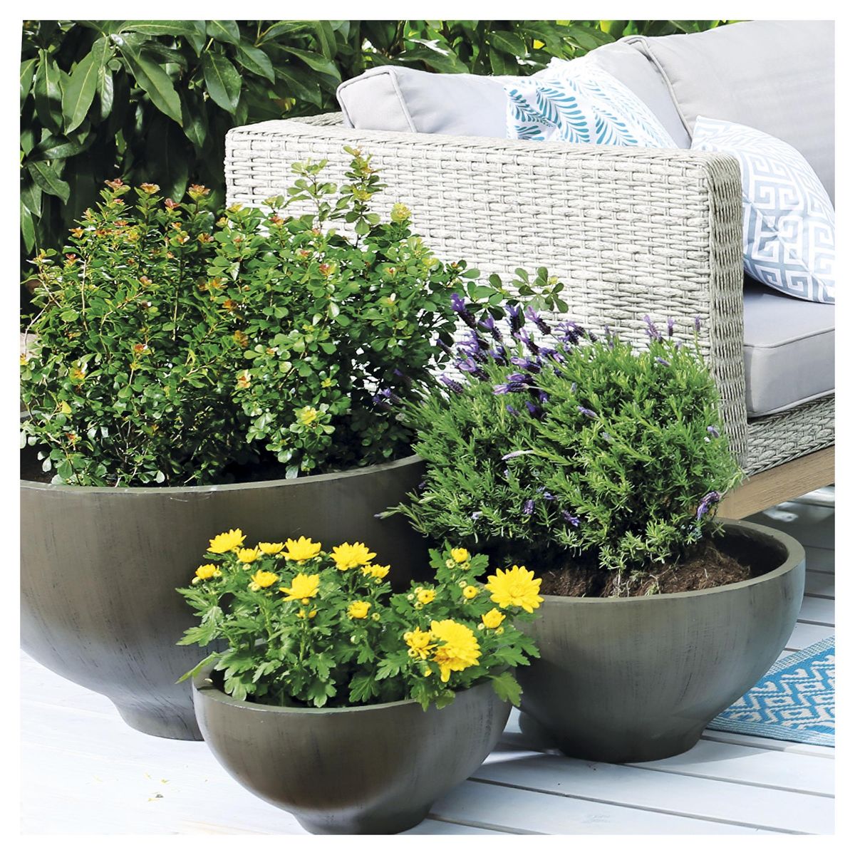 VIVEROS HIJUELAS - Crisantemo Colores 20 cm Natural CT14