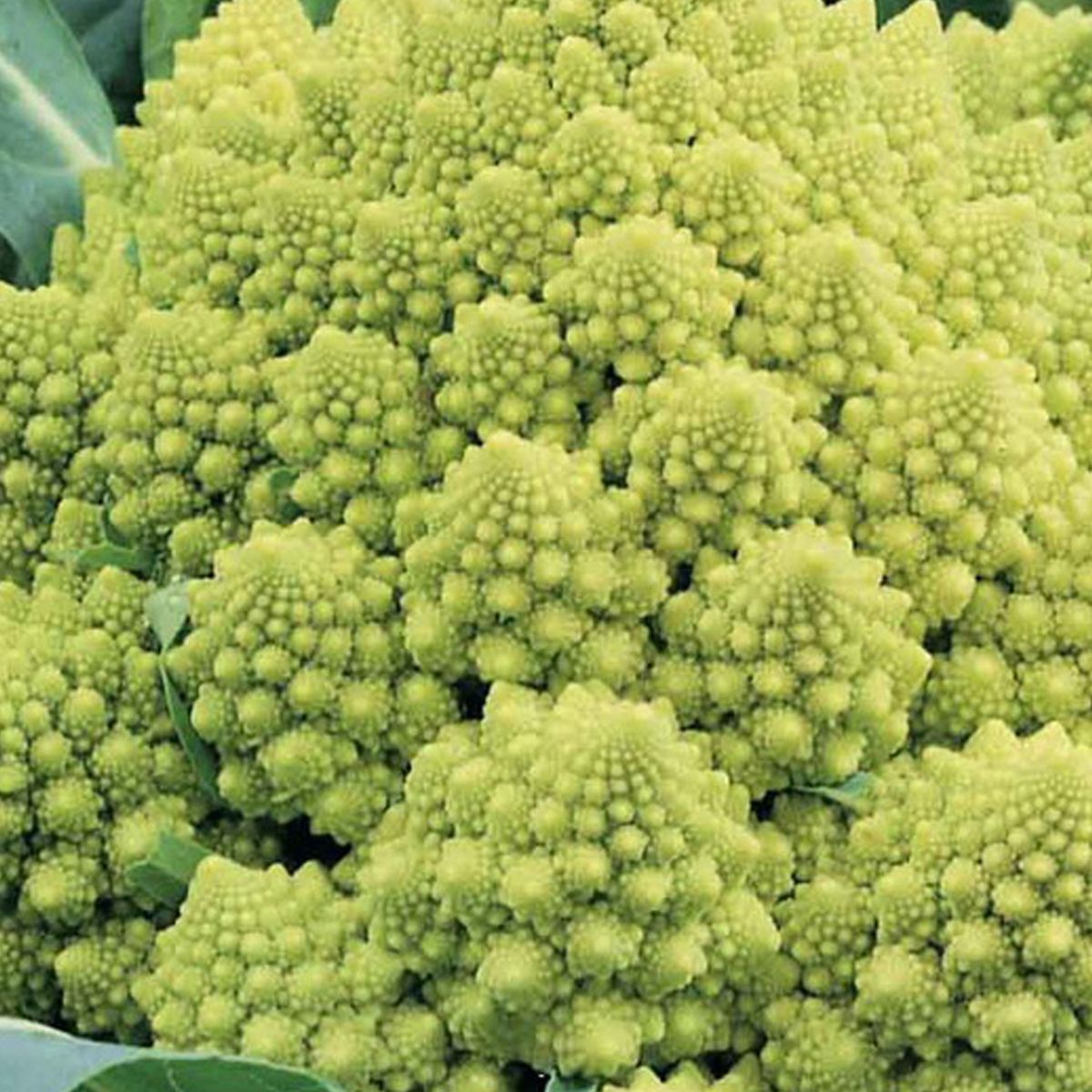 VILMORIN - Semilla de Brócoli Romanesco 5 gr Sachet