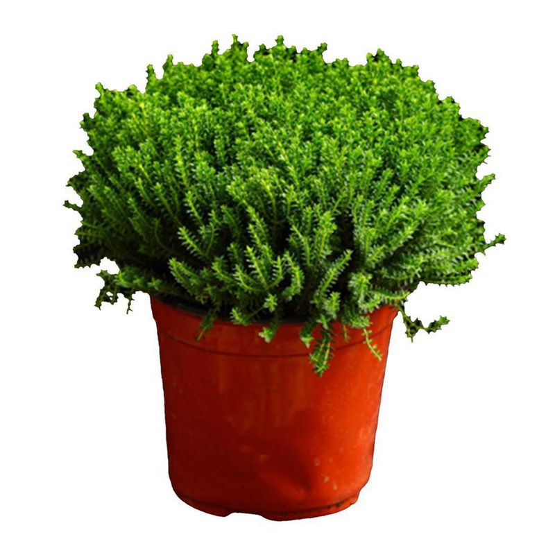 GENERICO - Arbusto Hebe Emerald Natural 20 cm