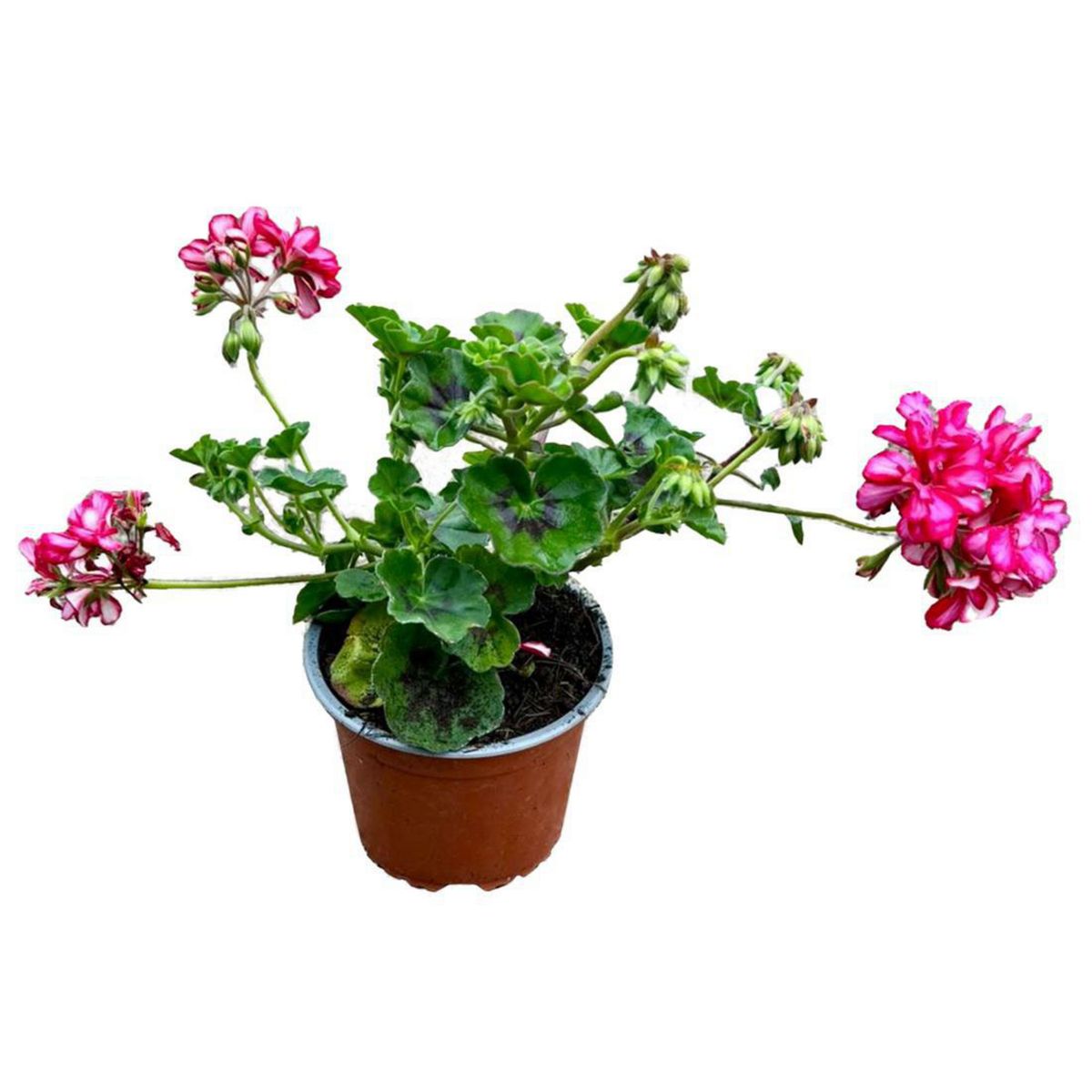 GENERICO - Planta Hiedra Carden 20 cm Natural CT15