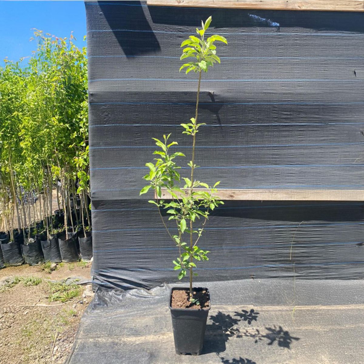 GENERICO - Árbol Manzano Natural 1.5 m