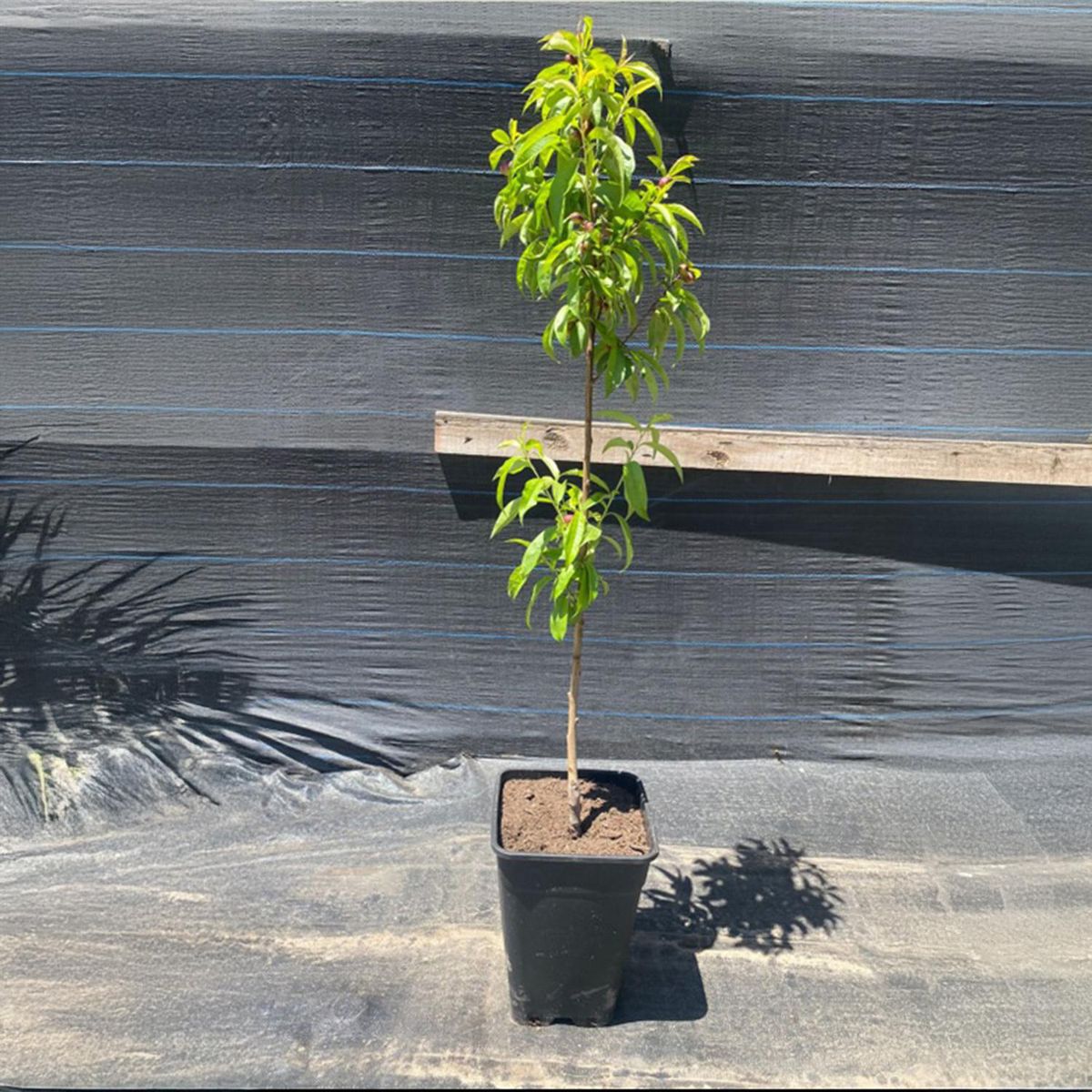 GENERICO - Árbol Durazno Natural 1.5 m