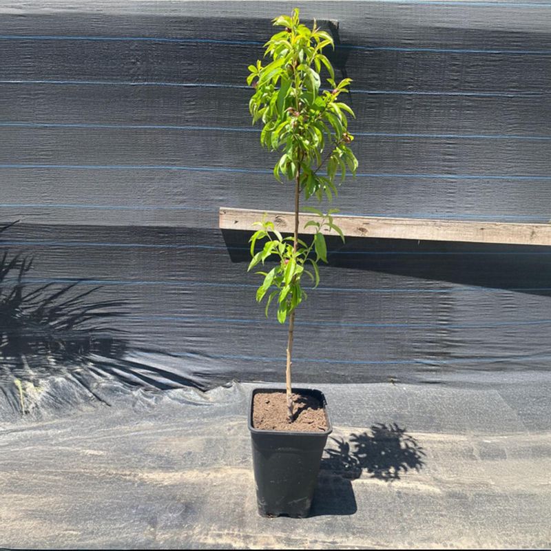 GENERICO - Árbol Durazno 1.5 m Natural