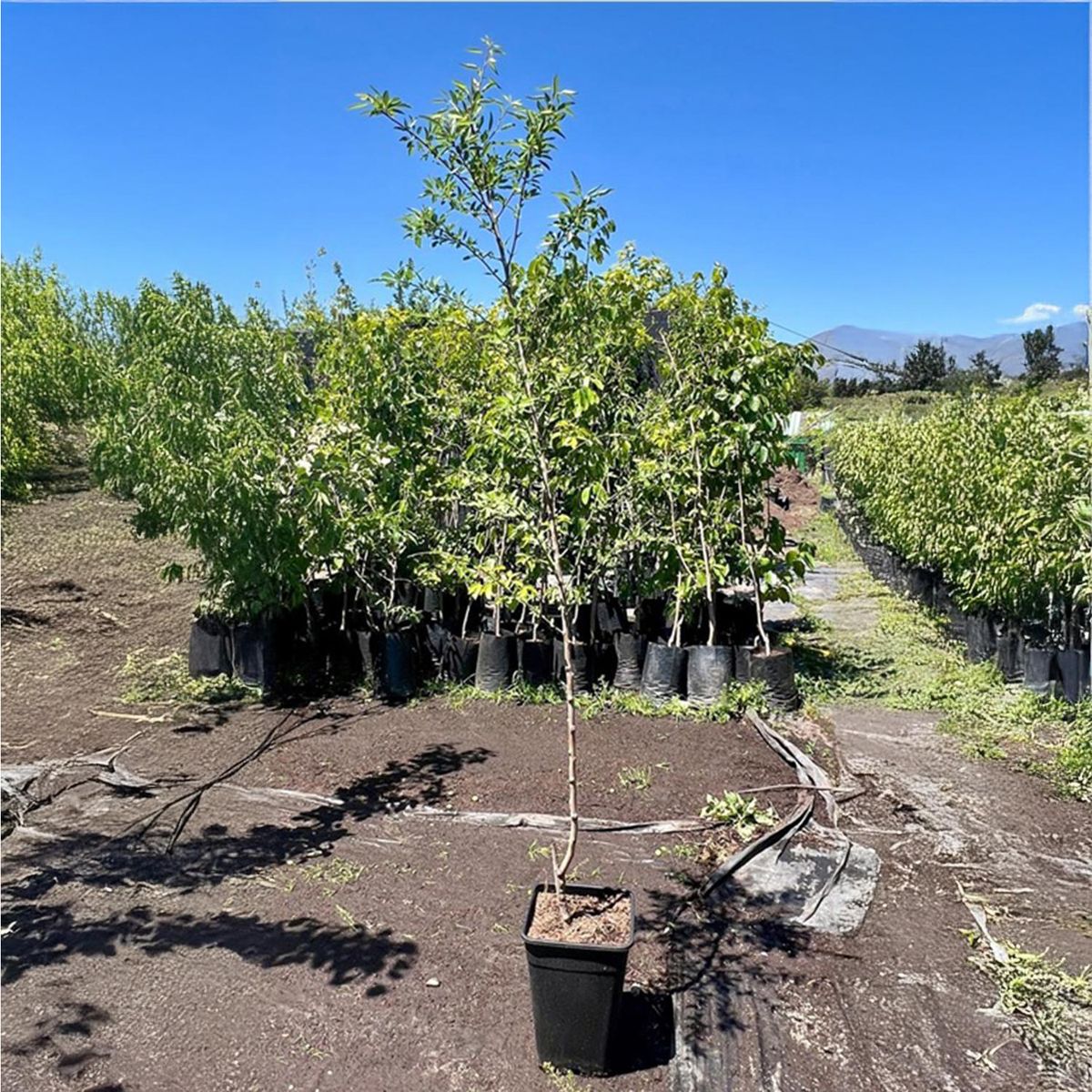 GENERICO - Árbol Almendro Natural 1.5 m
