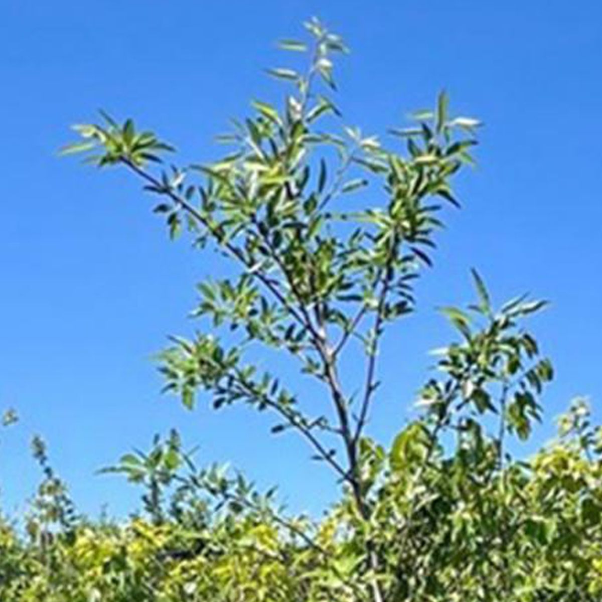 GENERICO - Árbol Almendro Natural 1.5 m