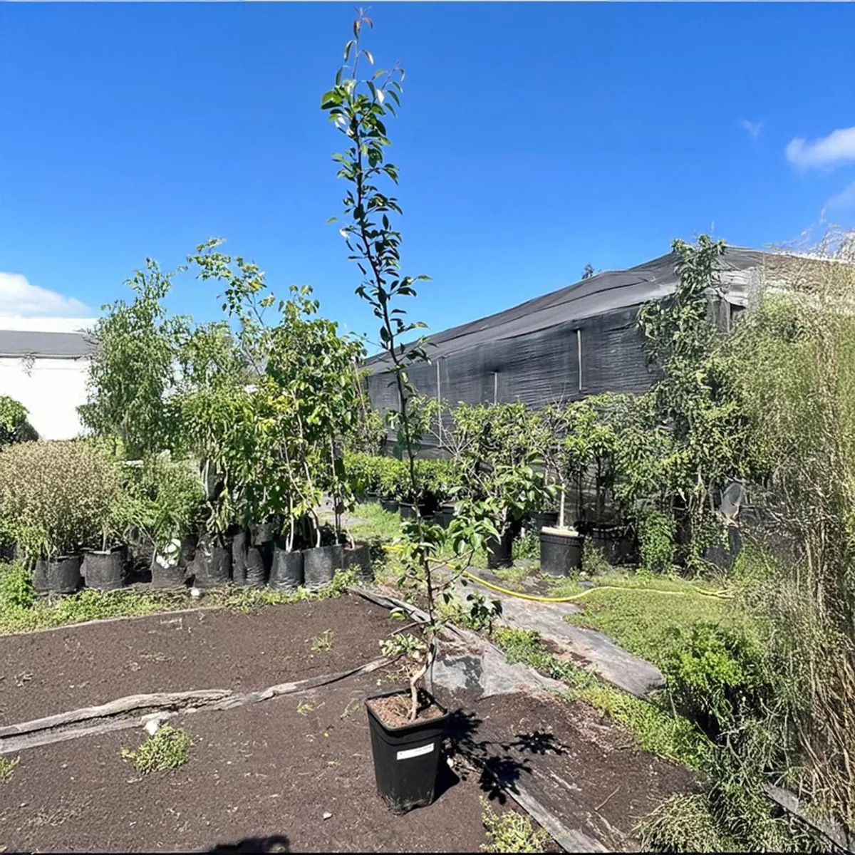 GENERICO - Árbol Peral Natural 1.5 m