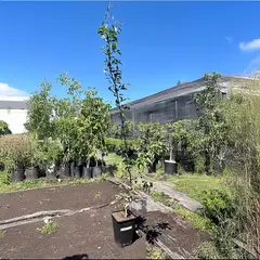 GENERICO - Árbol Peral Natural 1.5 m