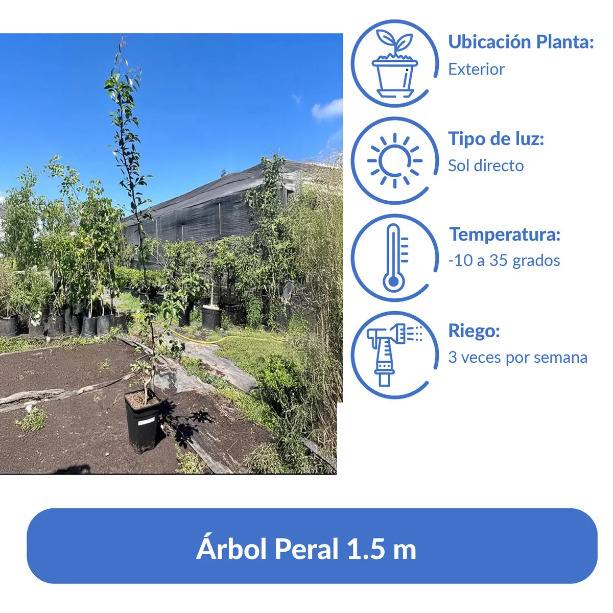 GENERICO - Árbol Peral Natural 1.5 m