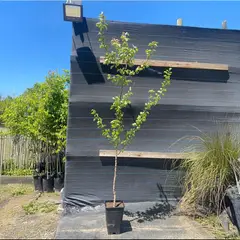 GENERICO - Árbol Damasco Natural 1.5 m