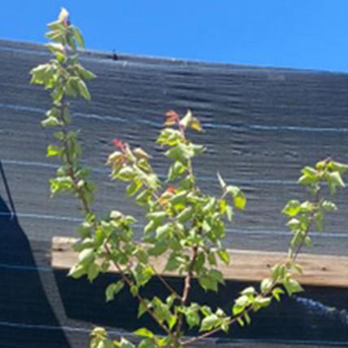 GENERICO - Árbol Damasco Natural 1.5 m