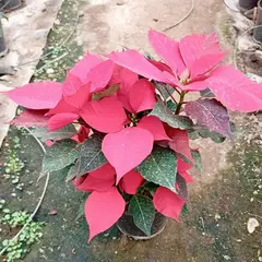 GENERICO - Planta Corona del Inca 25 cm Natural CT13