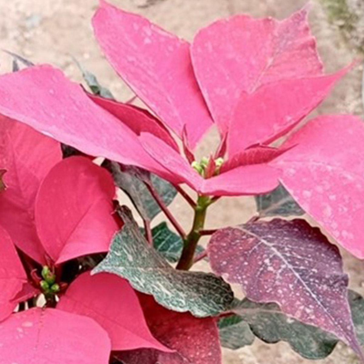 GENERICO - Planta Corona del Inca 25 cm Natural CT13