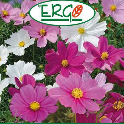 Imagen 2 del producto Semilla Flor Cosmos Variados 2 gr Sachet