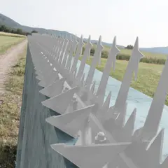 HOGA - Punta Reja Tiburón Estrella Blanca 10 cm 1,25 m