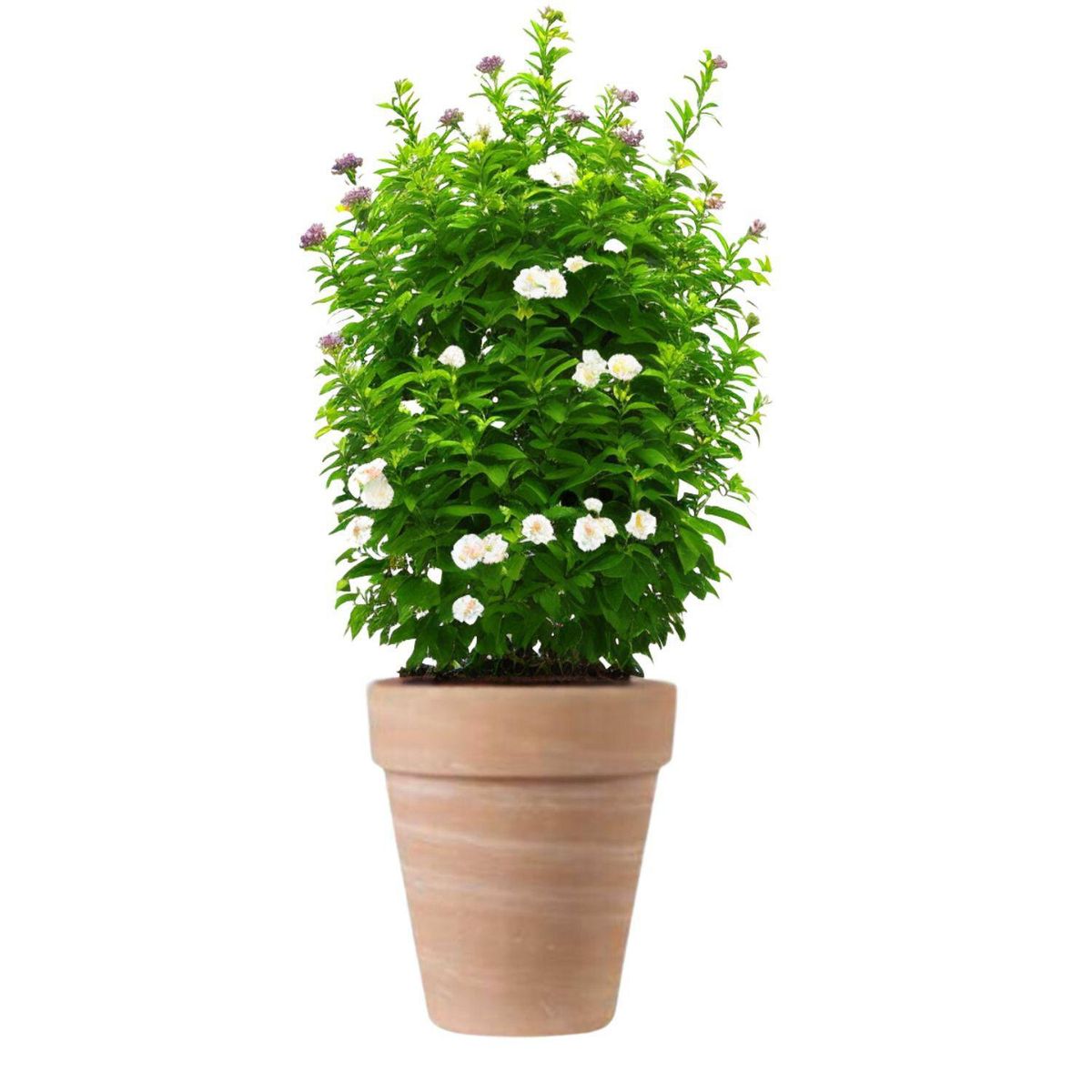 DEROMA - Macetero Alto Duo de Arcilla 25.5x29 cm Terracota con matices blanco