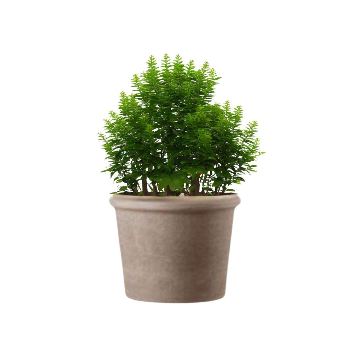 DEROMA - Macetero Primitivo de Arcilla 27.8x21.7 cm Grafito