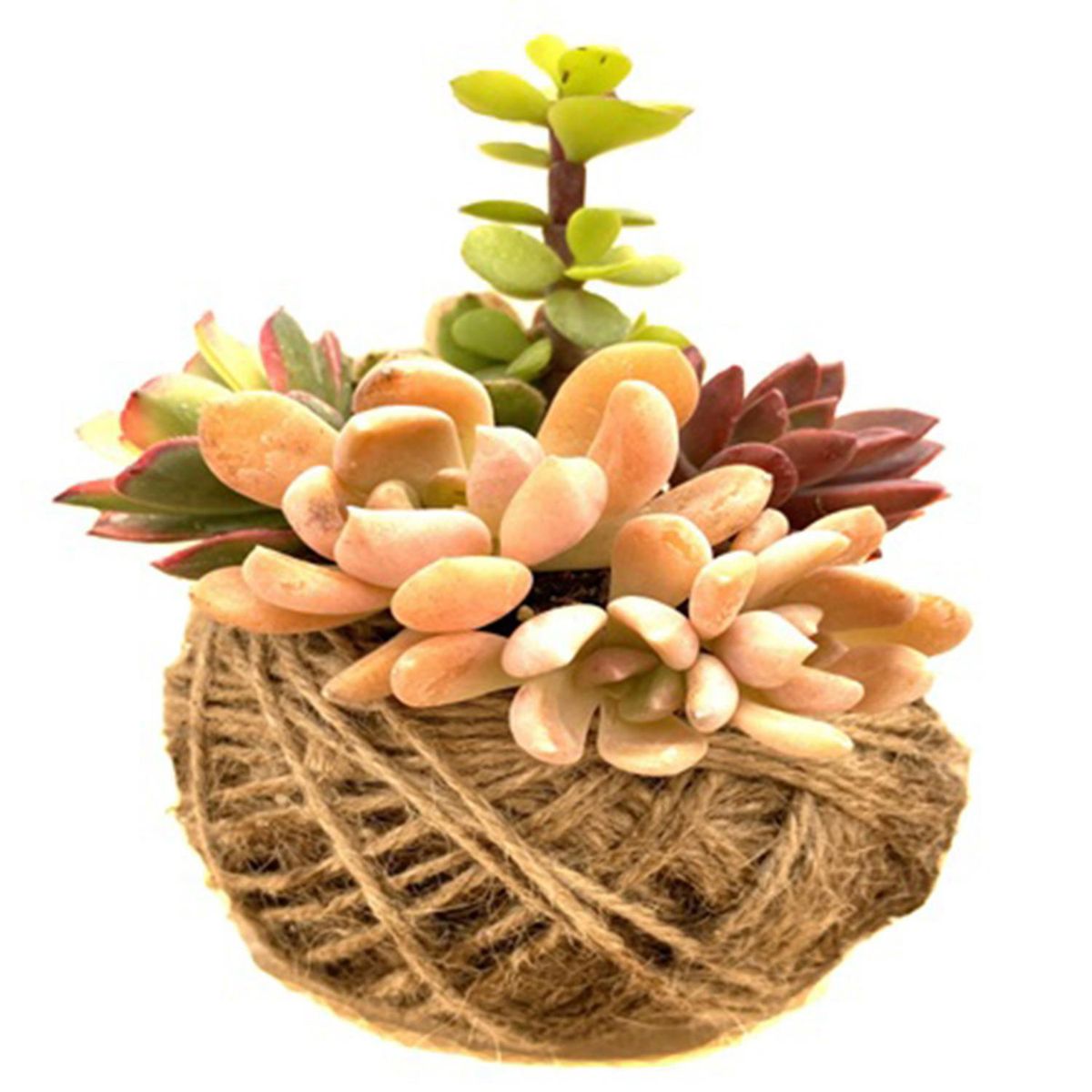 FEROXCACTUS - Planta Kokedama Suculentas Natural CT13.5