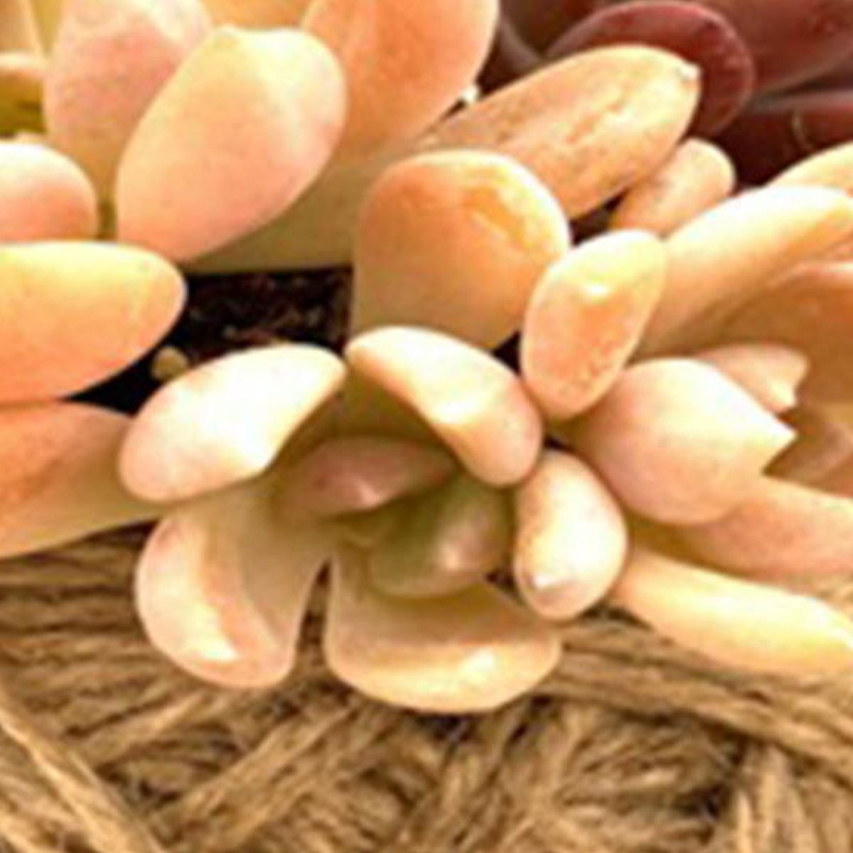 FEROXCACTUS - Planta Kokedama Suculentas Natural CT13.5