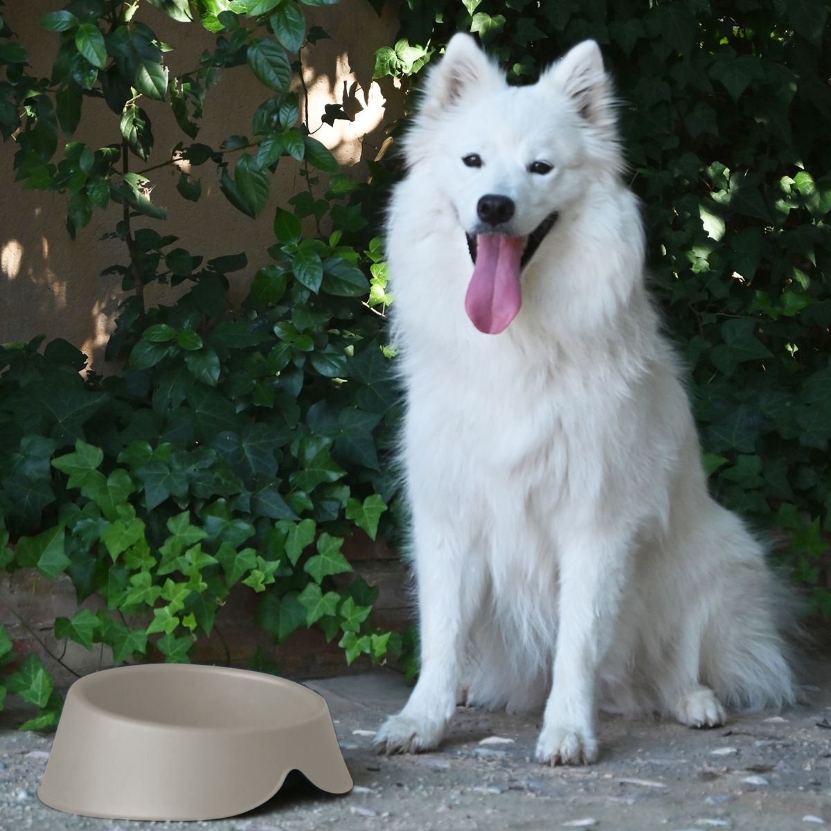 COOL PETS - Bebedero comedero 1l Colores Surtidos