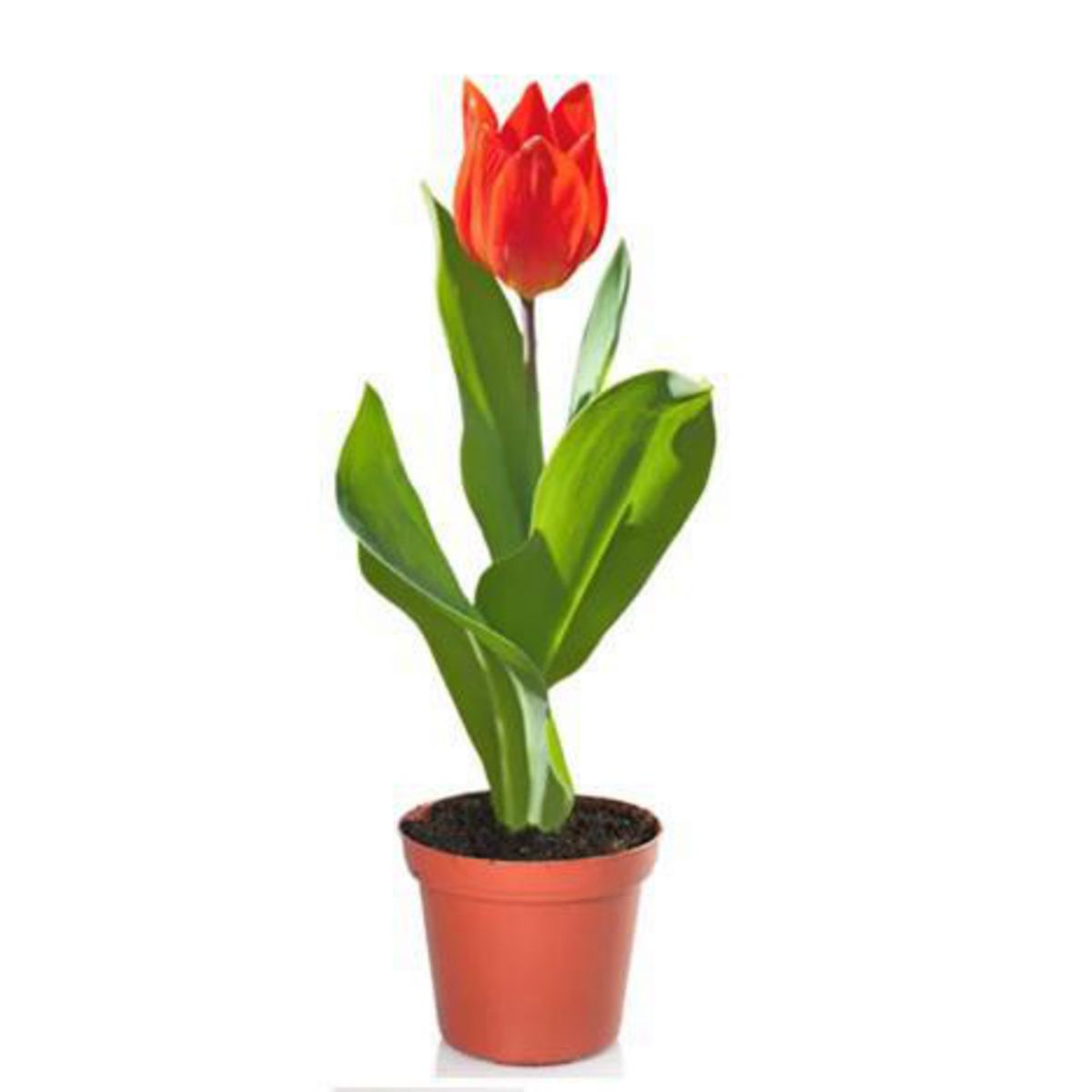 FLORES DE MI TIERRA - Tulipán 35 cm Natural CT11