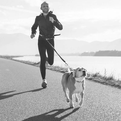 Imagen 2 del producto Correa Manos Libres Ajustable para Mascotas