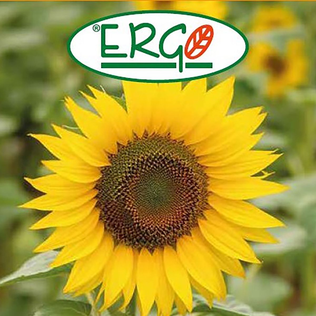 ERGO - Semilla Flor Girasol 3 gr Sachet