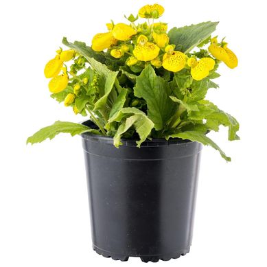 Calceolaria Cindere 20 cm Natural CT15