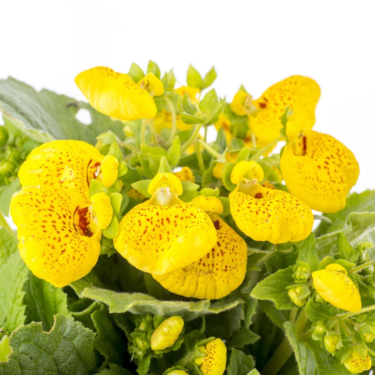 LAS BANDURRIAS - Calceolaria Cindere 20 cm Natural CT15