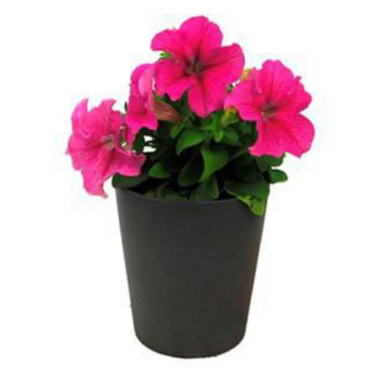 Planta Petunia 10 cm Natural CT10
