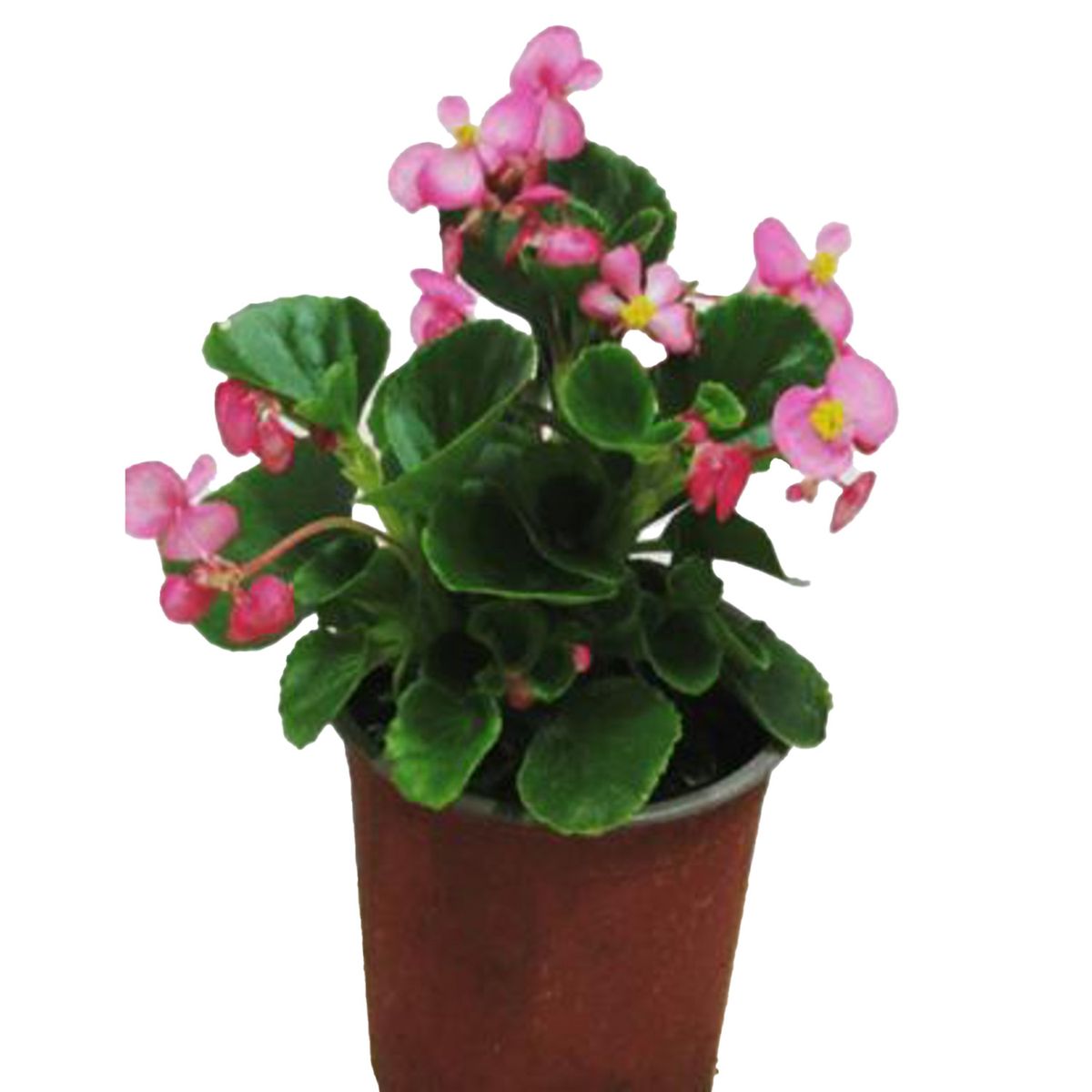 FLORES DE MI TIERRA - Planta Porcelana 10 cm Natural CT10