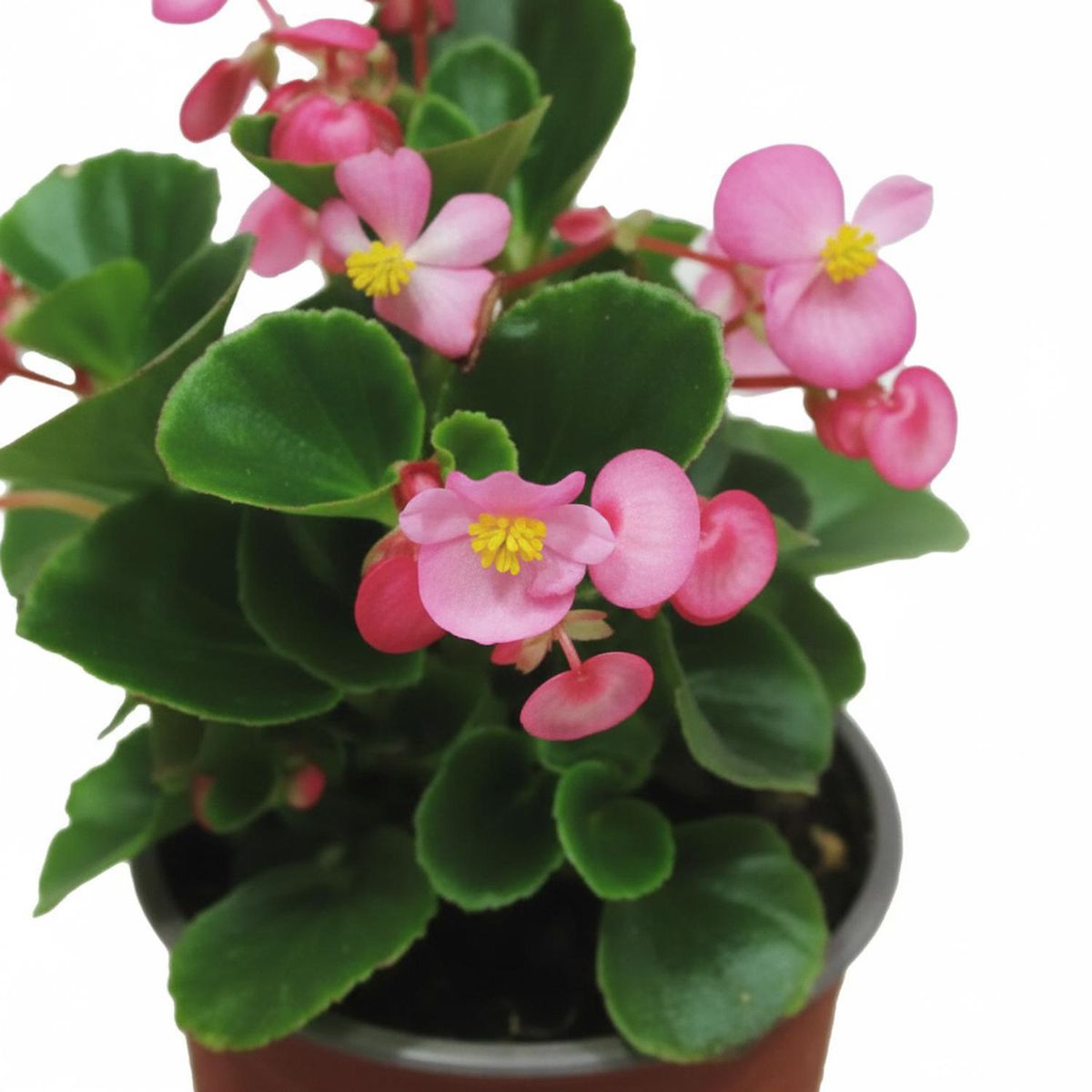 FLORES DE MI TIERRA - Planta Porcelana 10 cm Natural CT10