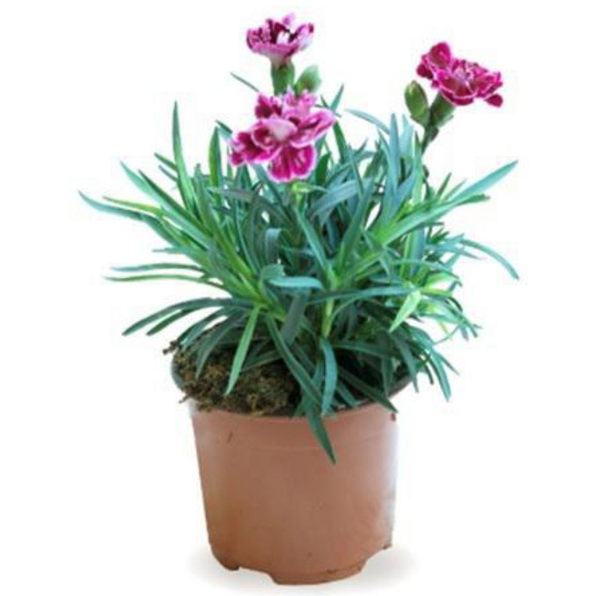 FLORES DE MI TIERRA - Planta Clavelina 10 cm Natural CT10