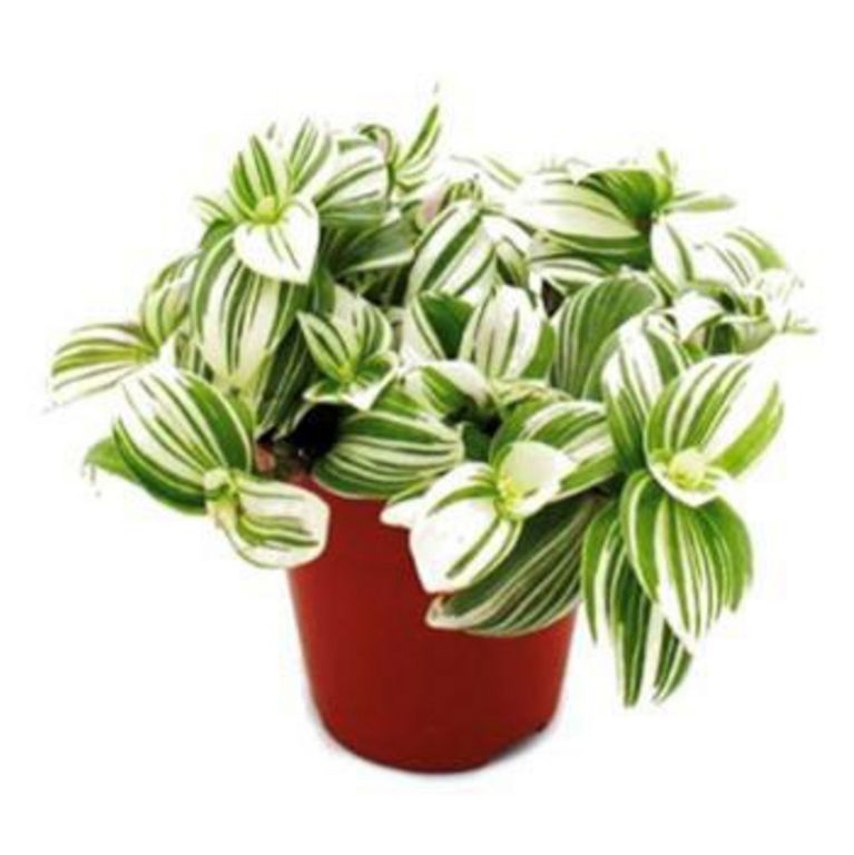 Planta Tradescantia 25 cm Natural CT17