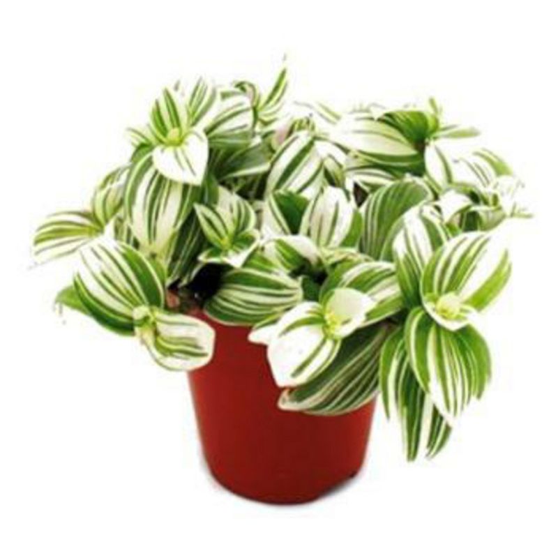 FLORES DE MI TIERRA - Planta Tradescantia 25 cm Natural CT17