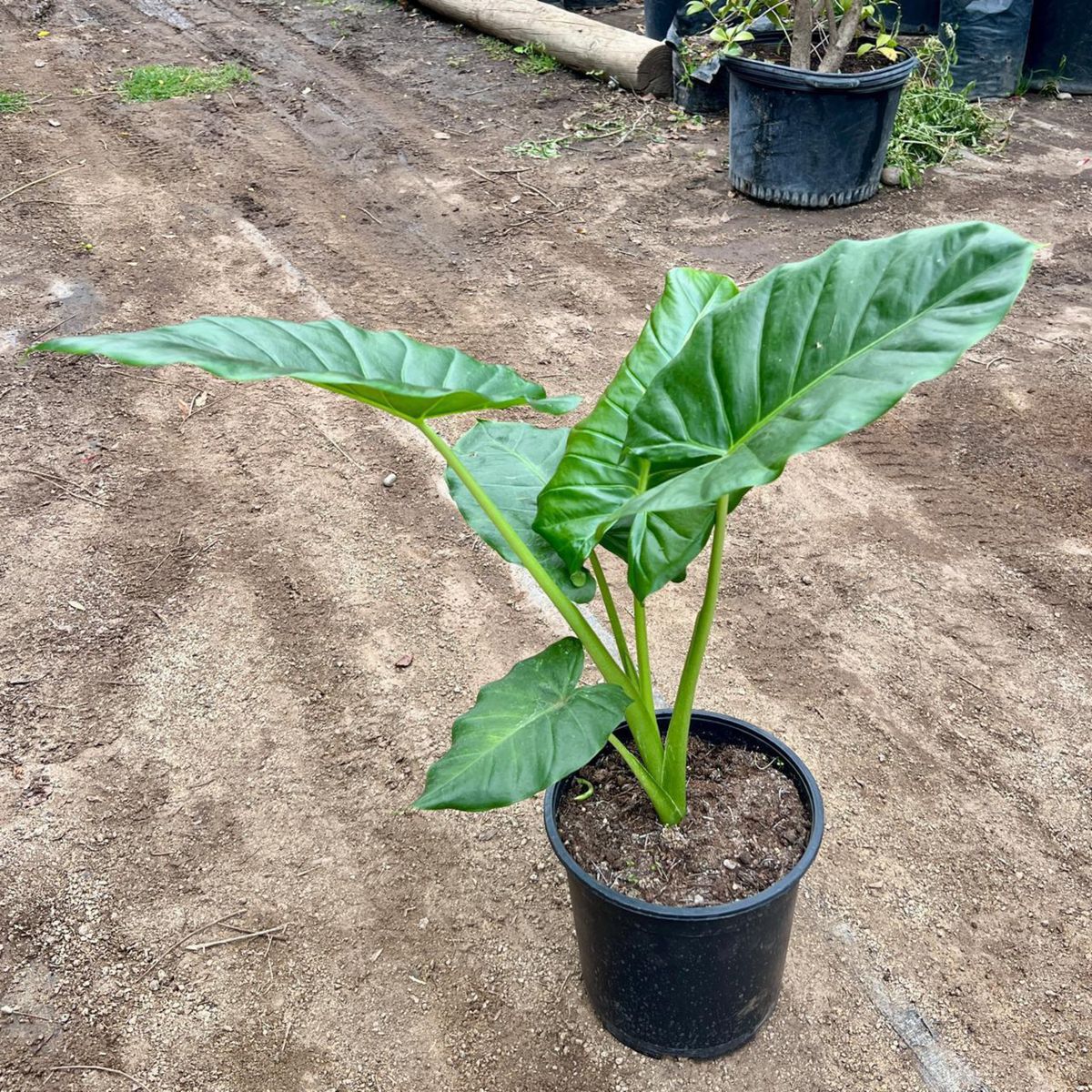 GENERICO - Manto de Eva 0.6 m Natural CT23