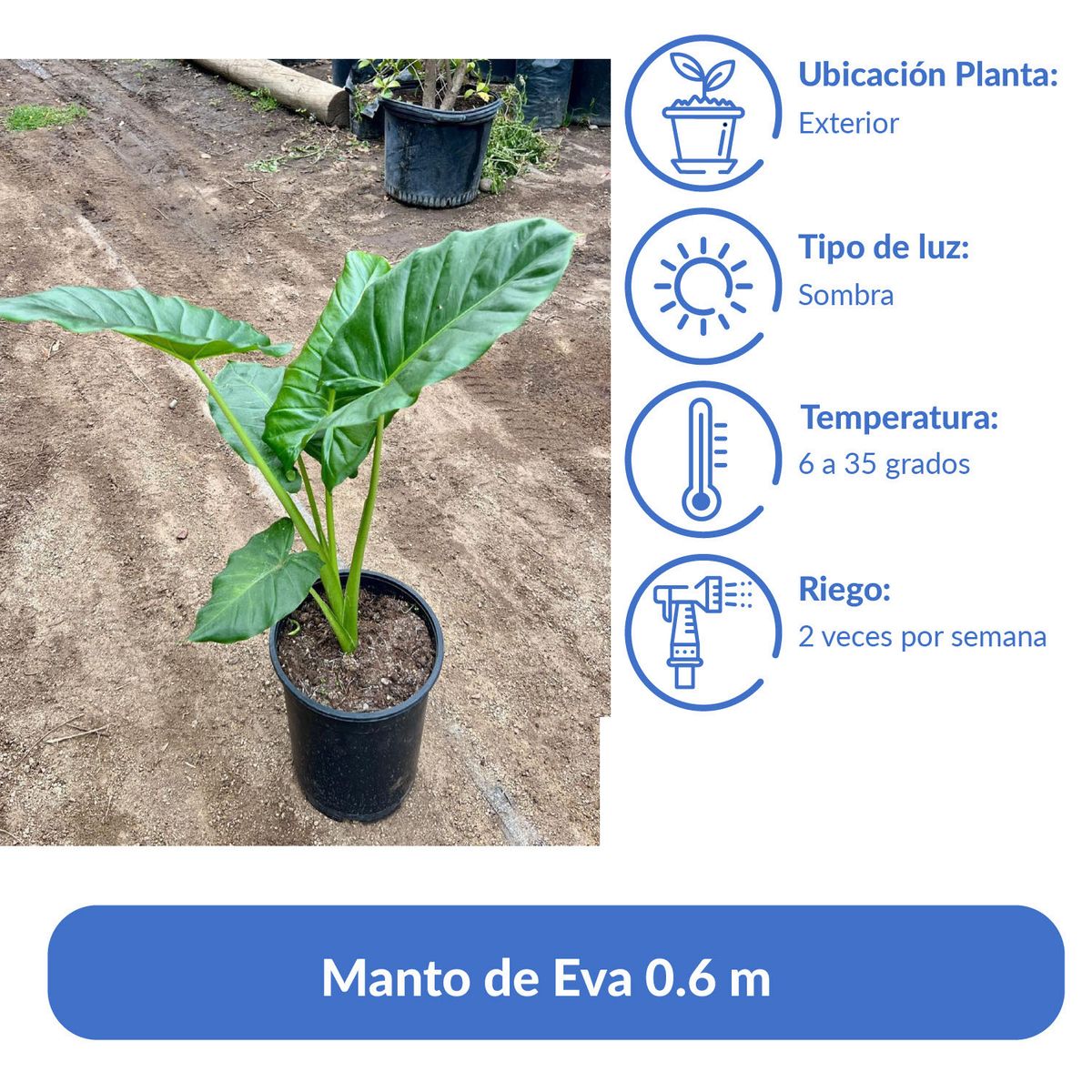 GENERICO - Manto de Eva 0.6 m Natural CT23