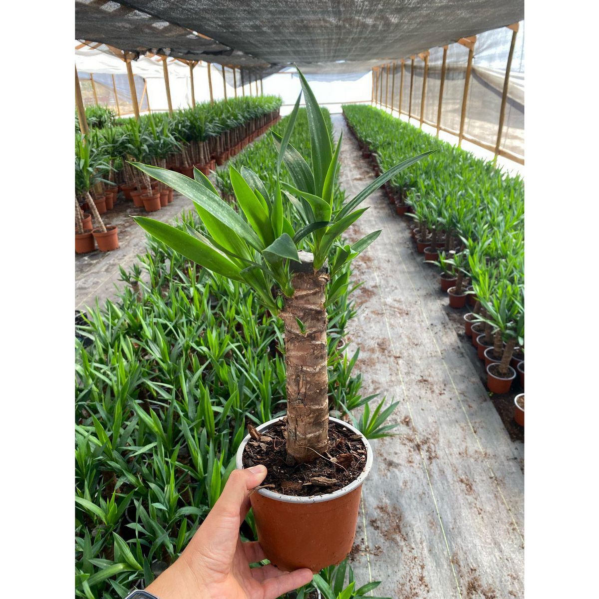 GENERICO - Yucca 0.40 m Natural CT15