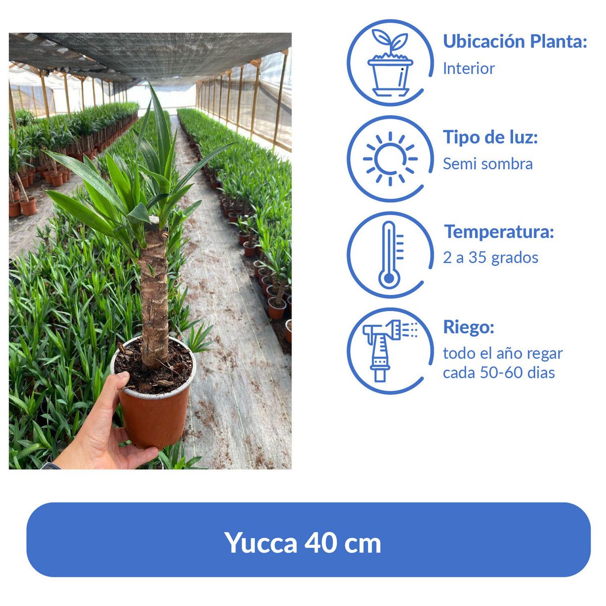 GENERICO - Yucca 0.40 m Natural CT15