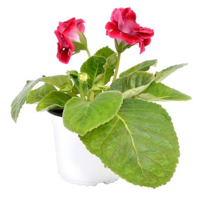 Gloxinia 0,2 m