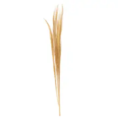 SOHOGAR - Vara Grass Preservado 120 cm Beige