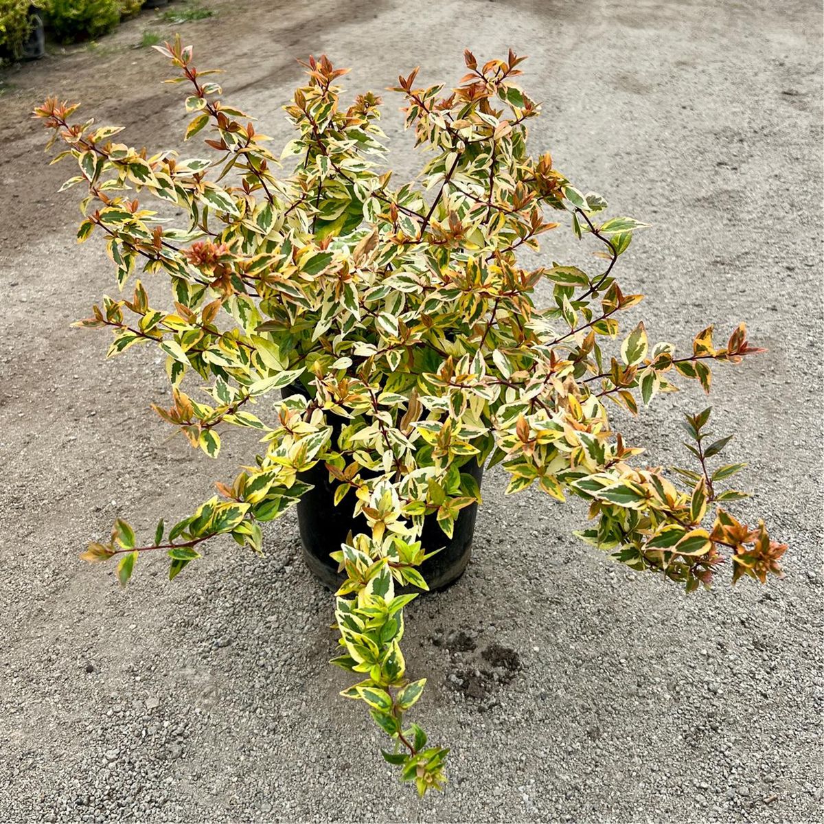GENERICO - Arbusto Abelia Natural 30 cm