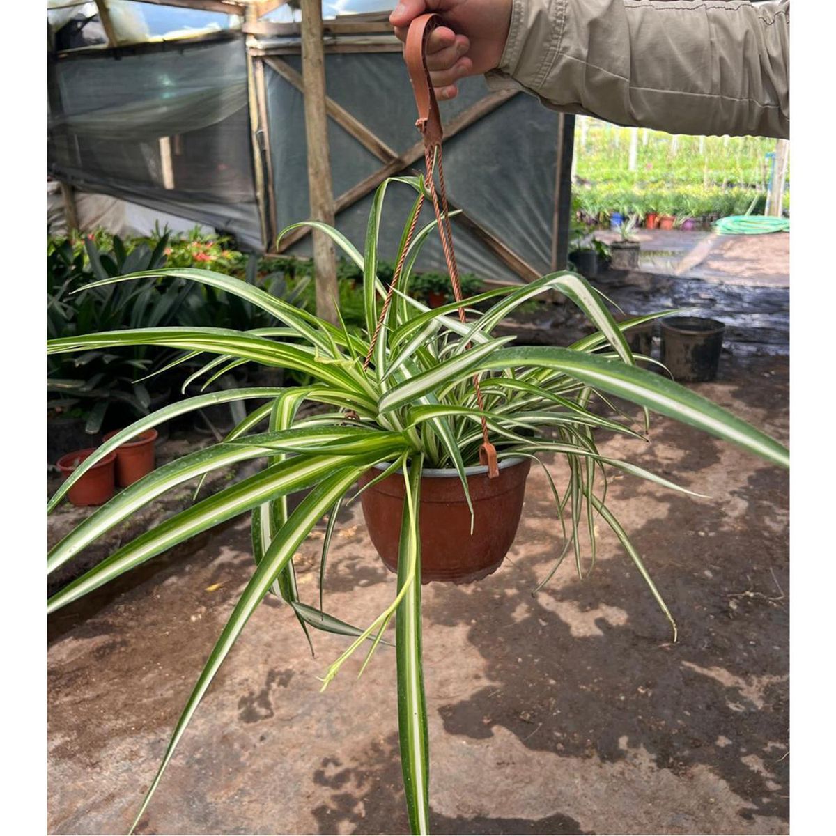 GENERICO - Clorophytum Natural CT15