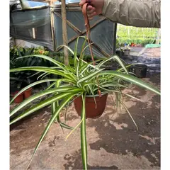 GENERICO - Clorophytum Natural CT15