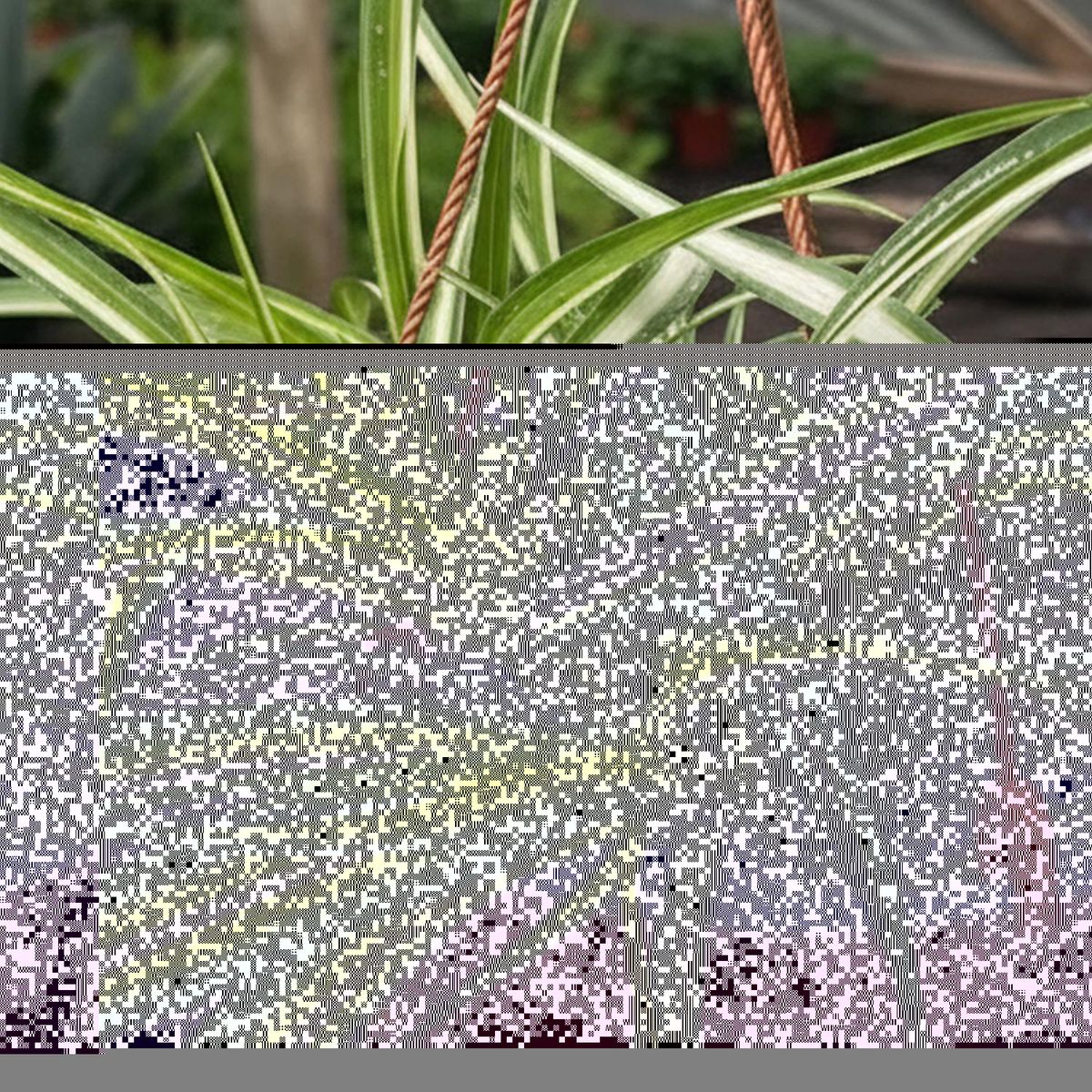 GENERICO - Clorophytum Natural CT15