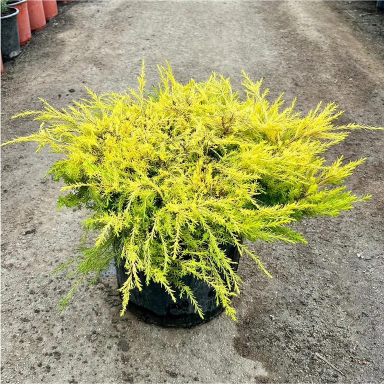 Arbusto Diosma Natural 40 cm