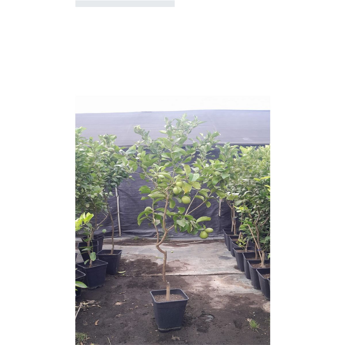 GENERICO - Árbol Limón Natural 1.5 m