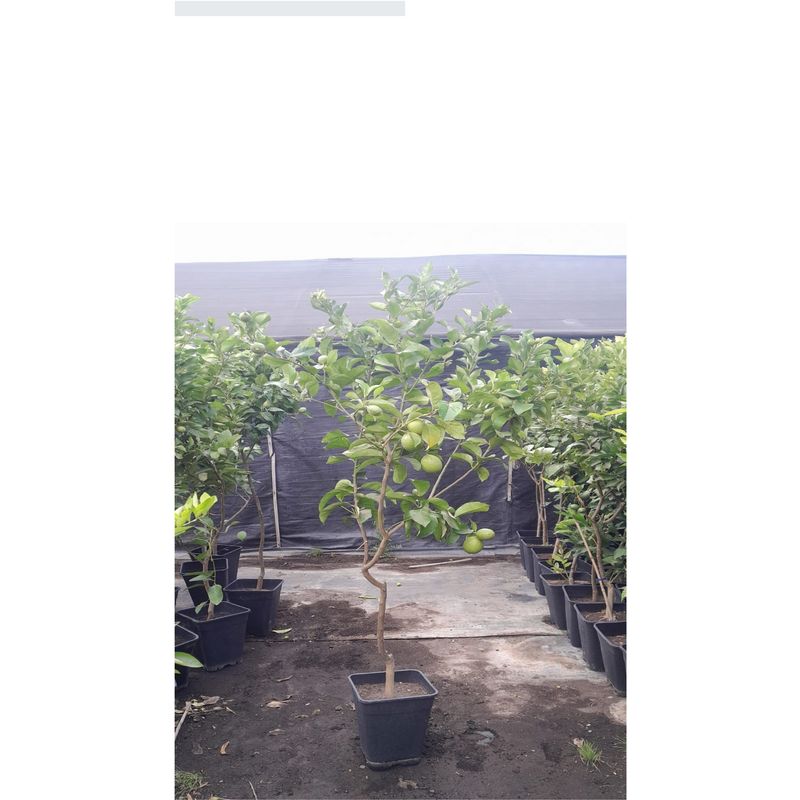  - Árbol Limón Natural 1.5 m