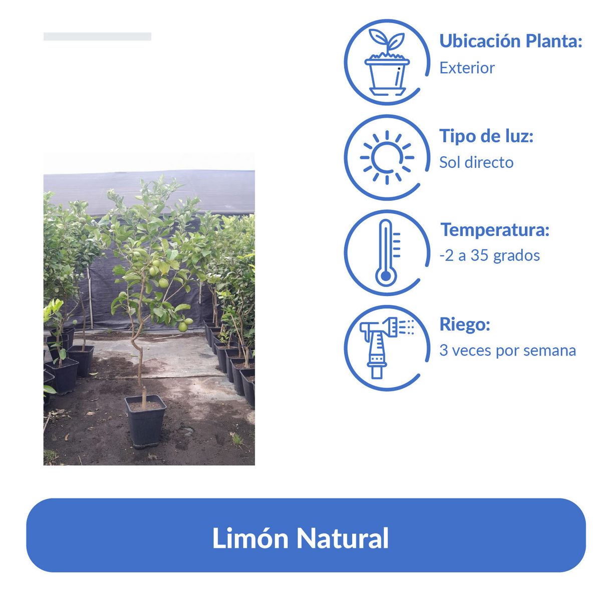 GENERICO - Árbol Limón Natural 1.5 m