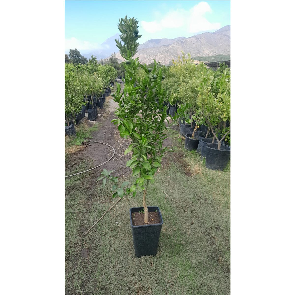 GENERICO - Árbol Mandarino Natural 1.5 m