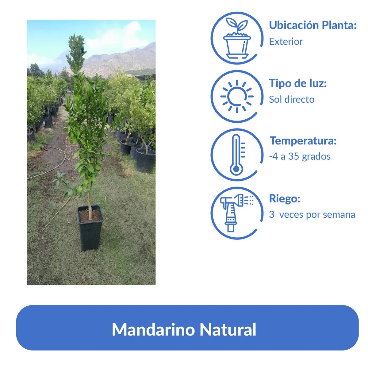 GENERICO - Árbol Mandarino Natural 1.5 m